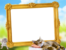 Frames: Pets Pack