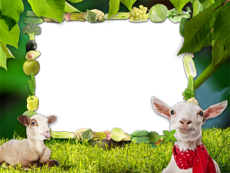 Frames: Pets Pack