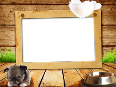 Frames: Pets Pack