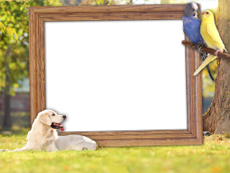 Frames: Pets Pack