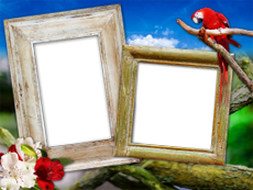 Frames: Pets Pack