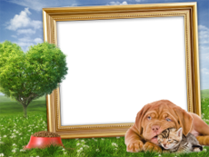 Frames: Pets Pack
