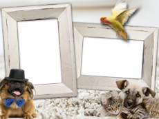 Frames: Pets Pack