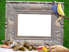 Frames: Pets Pack