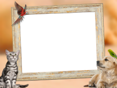 Frames: Pets Pack