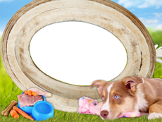 Frames: Pets Pack