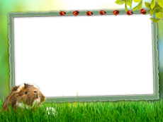 Frames: Pets Pack