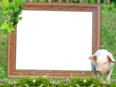Frames: Pets Pack