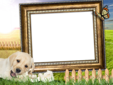 Frames: Pets Pack