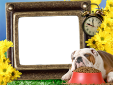 Frames: Pets Pack