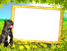 Frames: Pets Pack