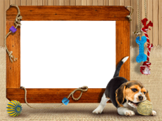 Frames: Pets Pack