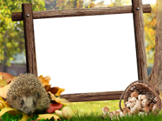 Frames: Pets Pack
