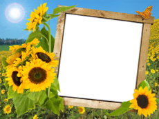 Frames: Summer Pack