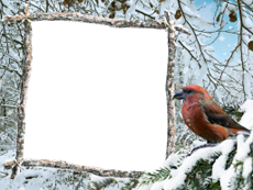 Bilderrahmen : Winterpaket