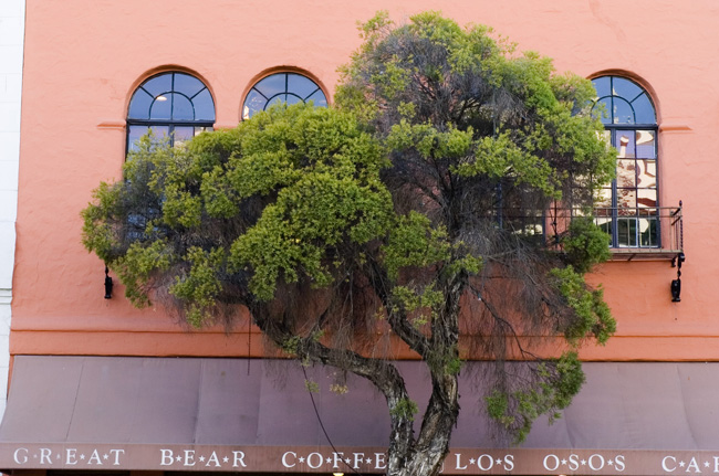 A tree against the wall