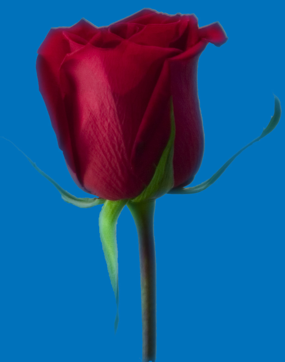 Rose shading 15 px