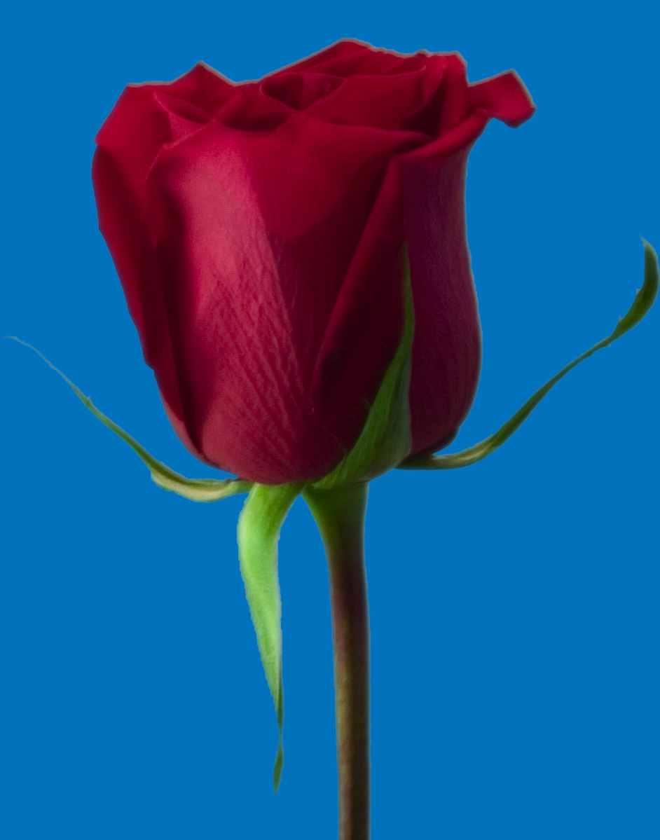 Rose shading 5 px