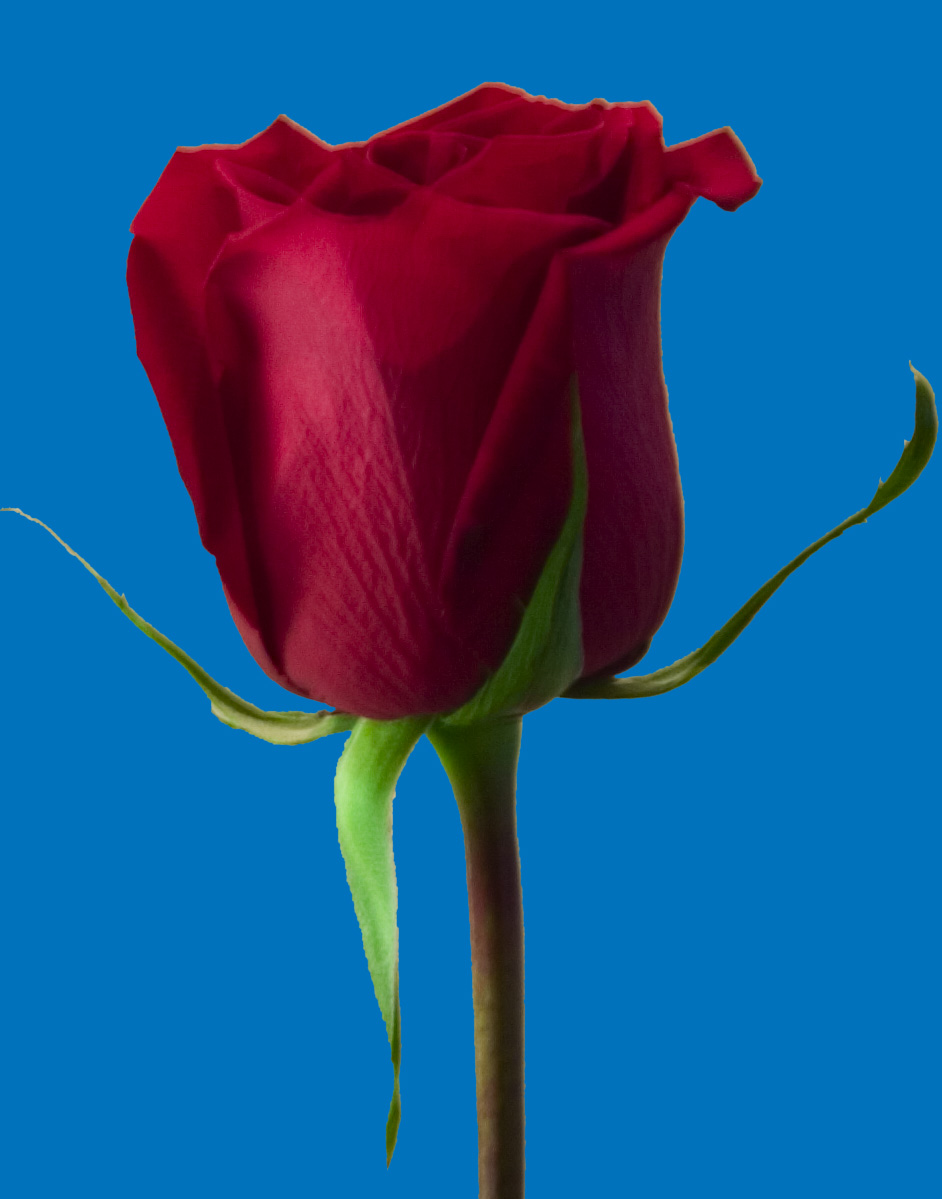 Unshaded rose